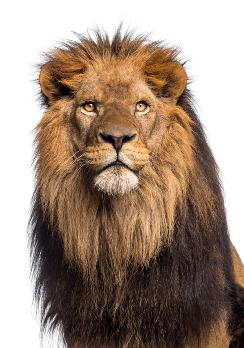 15个形态各异的狮子高清图片